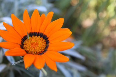 Kestane meyveleri ve yaprakları sonbahar kestanesi ağacının dalında