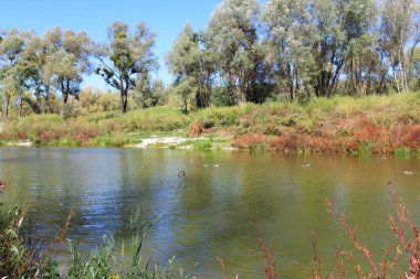 Ormandaki güzel bir nehir manzarası ve sudaki ördekler
