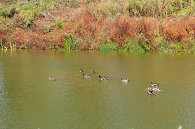 Ormandaki güzel bir nehir manzarası ve sudaki ördekler