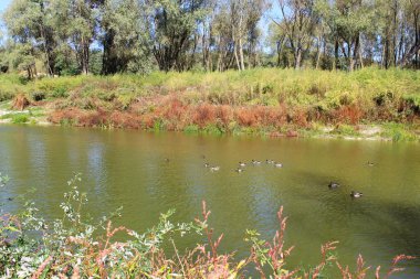 Bir kuş ve kuşun olduğu güzel bir nehir manzarası.
