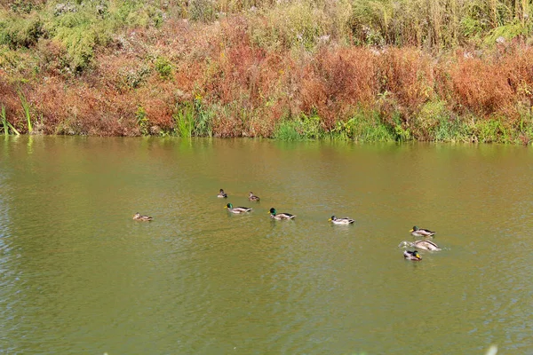 Ormandaki güzel bir nehir manzarası ve sudaki ördekler