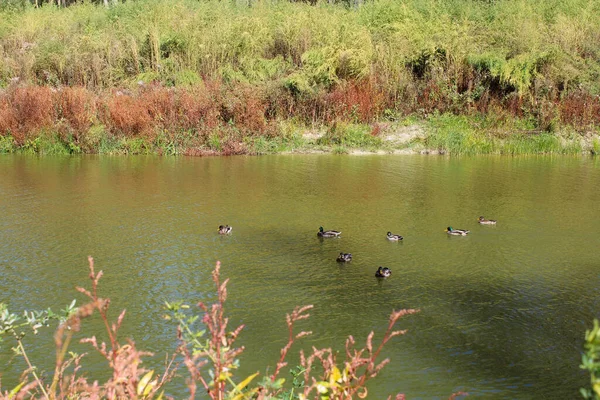 Suda bir ördek sürüsü