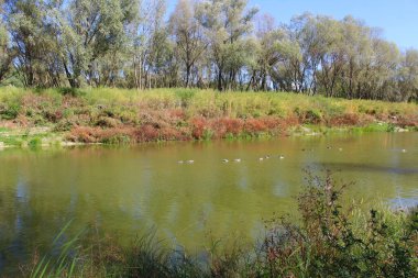 Sonbaharda kuşlar ve ördekler ile göl