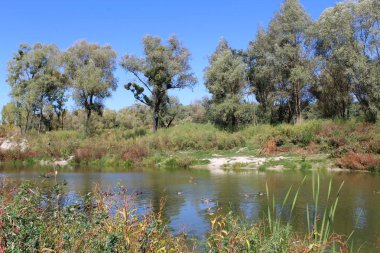 Ormandaki nehrin güzel manzarası