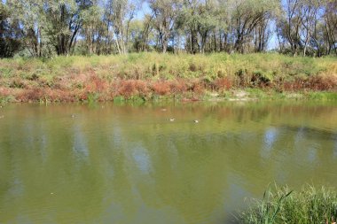 Sonbahar ormanında nehir