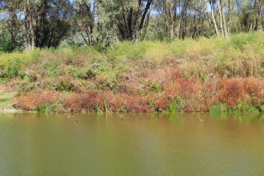 Sahilde bitkilerle çevrili güzel bir göl manzarası.