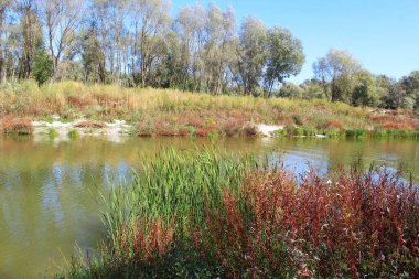 Ormandaki nehir manzarası
