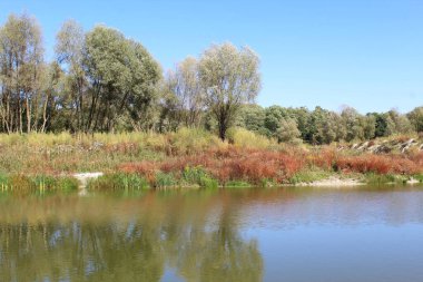 Nehrin ve ormanın güzel manzarası