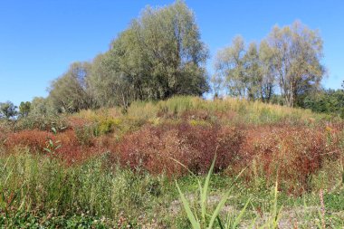 Dağlardaki sonbahar ormanı, güzel sonbahar manzarası. Doğa