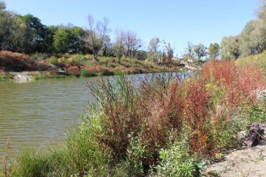 Dağlardaki sonbahar ormanı, güzel sonbahar manzarası. Doğa