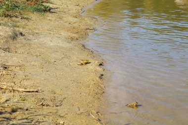 Kurbağa suda oturuyor, kurbağa gölde.