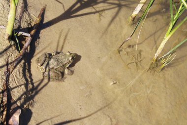 Kurbağa suda oturuyor, kurbağa gölde.