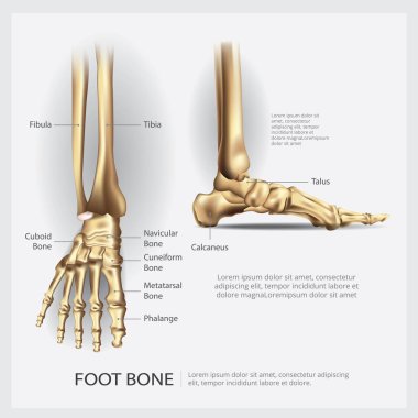 İnsan anatomisi ayak kemik vektör çizim