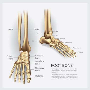 İnsan anatomisi ayak kemik vektör çizim