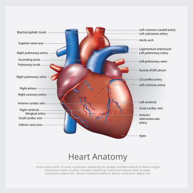 İnsan kalbi anatomisi vektör illüstrasyonu
