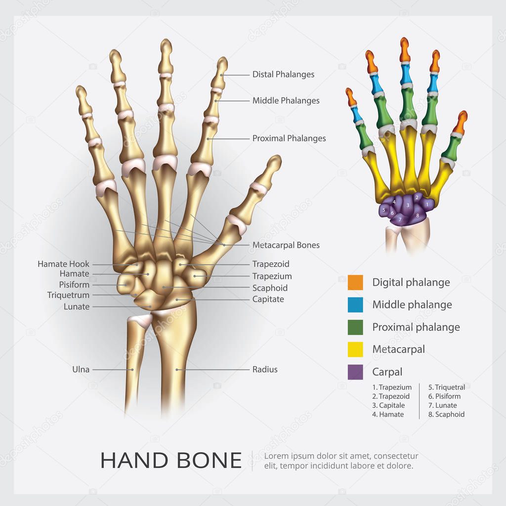 Human Hand Bone Vector Illustration