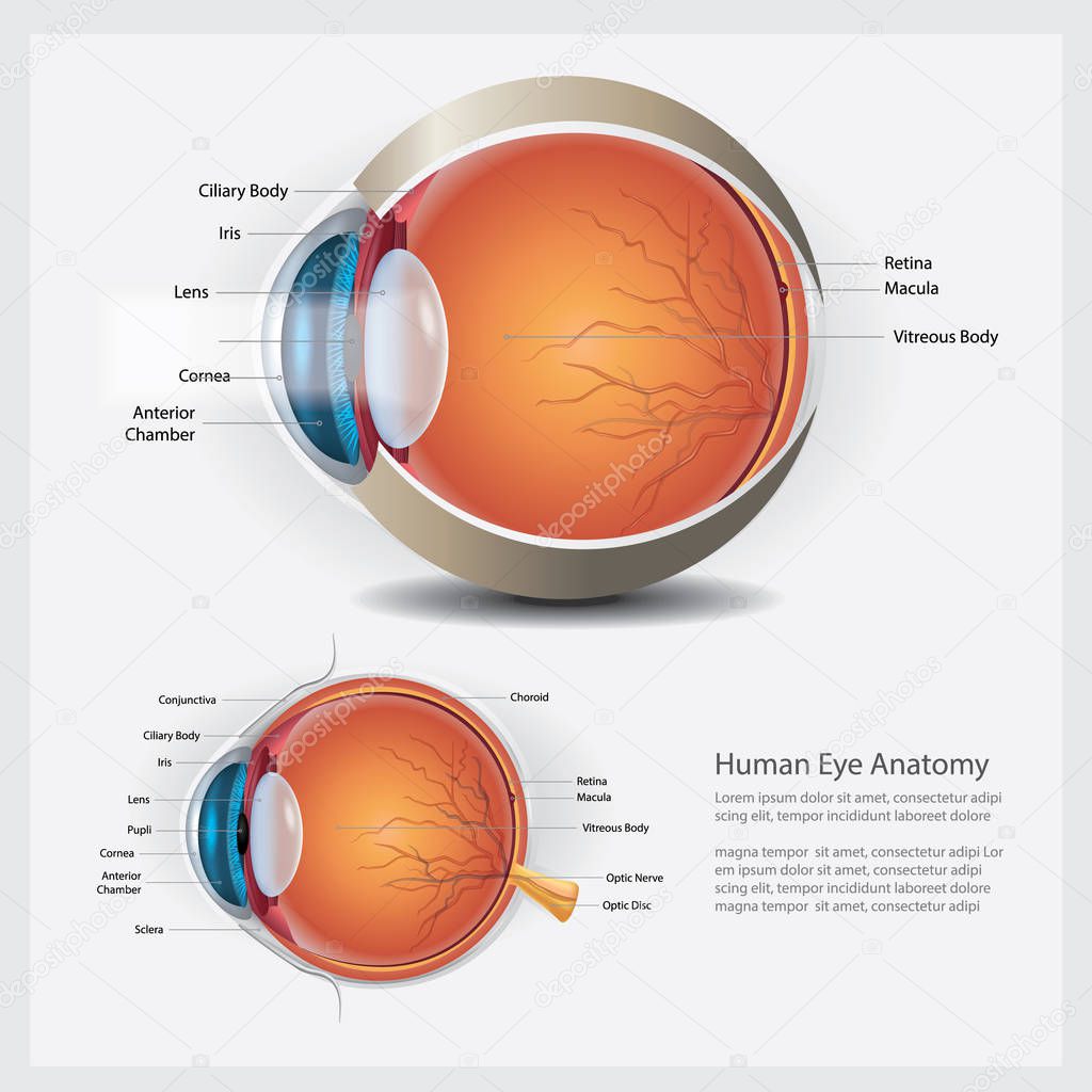 Human Eye Anatomy and Normal Lens Vector Illustration