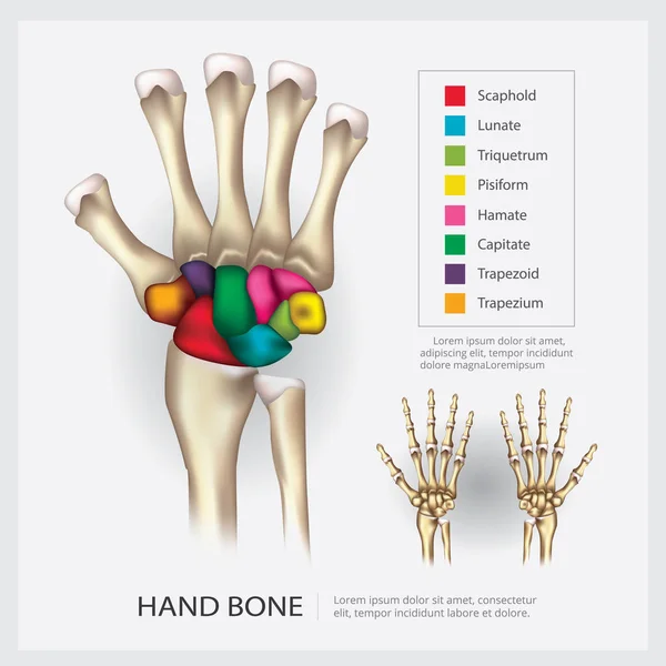 人体解剖学手骨矢量图解 — 图库矢量图片