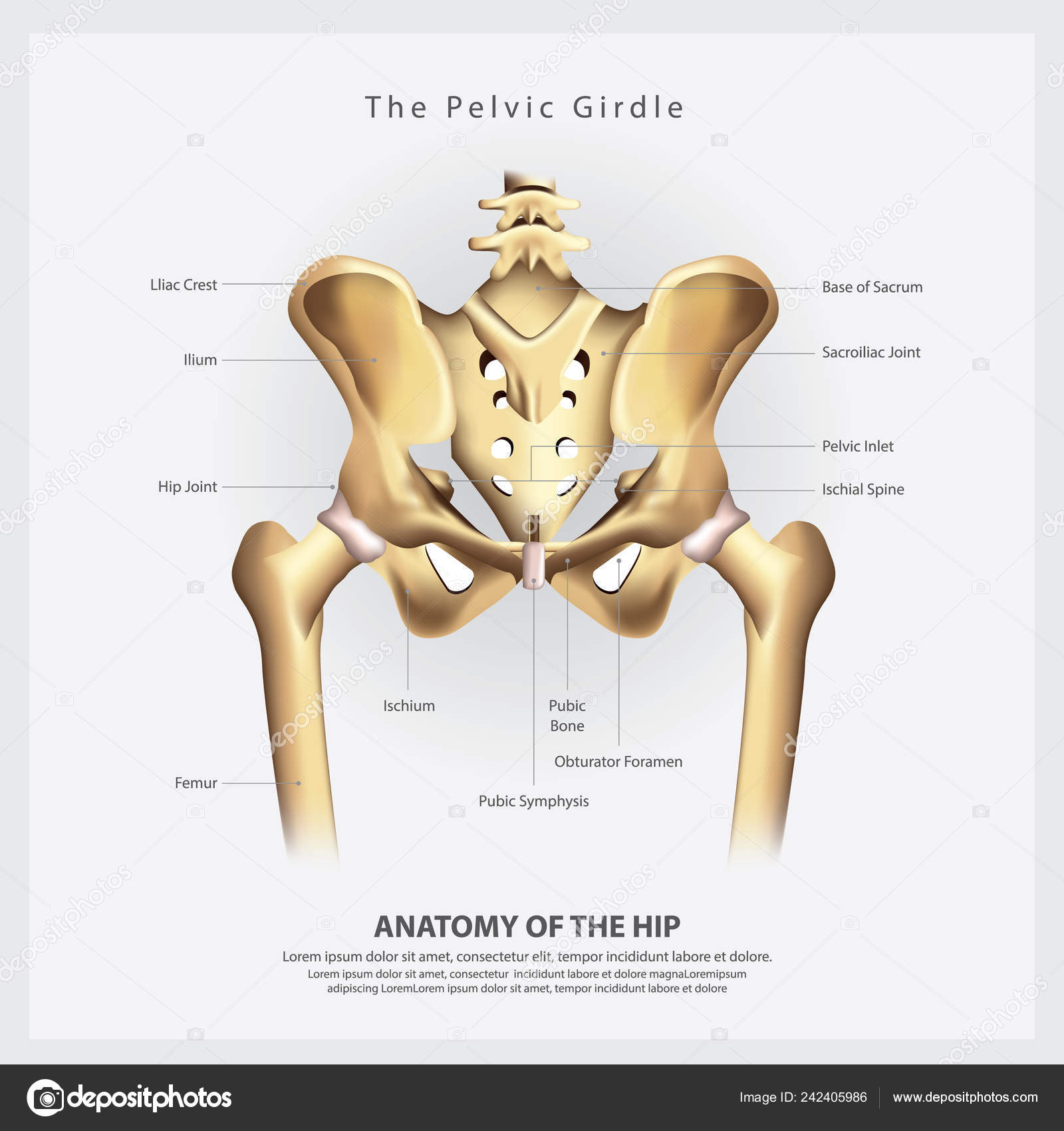 dolore pelvico 中文 dolore pelvico 中文
