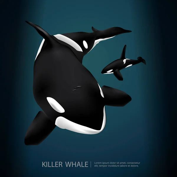 虎鲸在海矢量插图 — 图库矢量图片