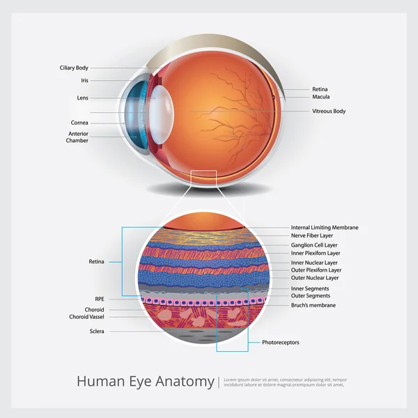 Human Eye Anatomy Vector Illustration — Stock Vector