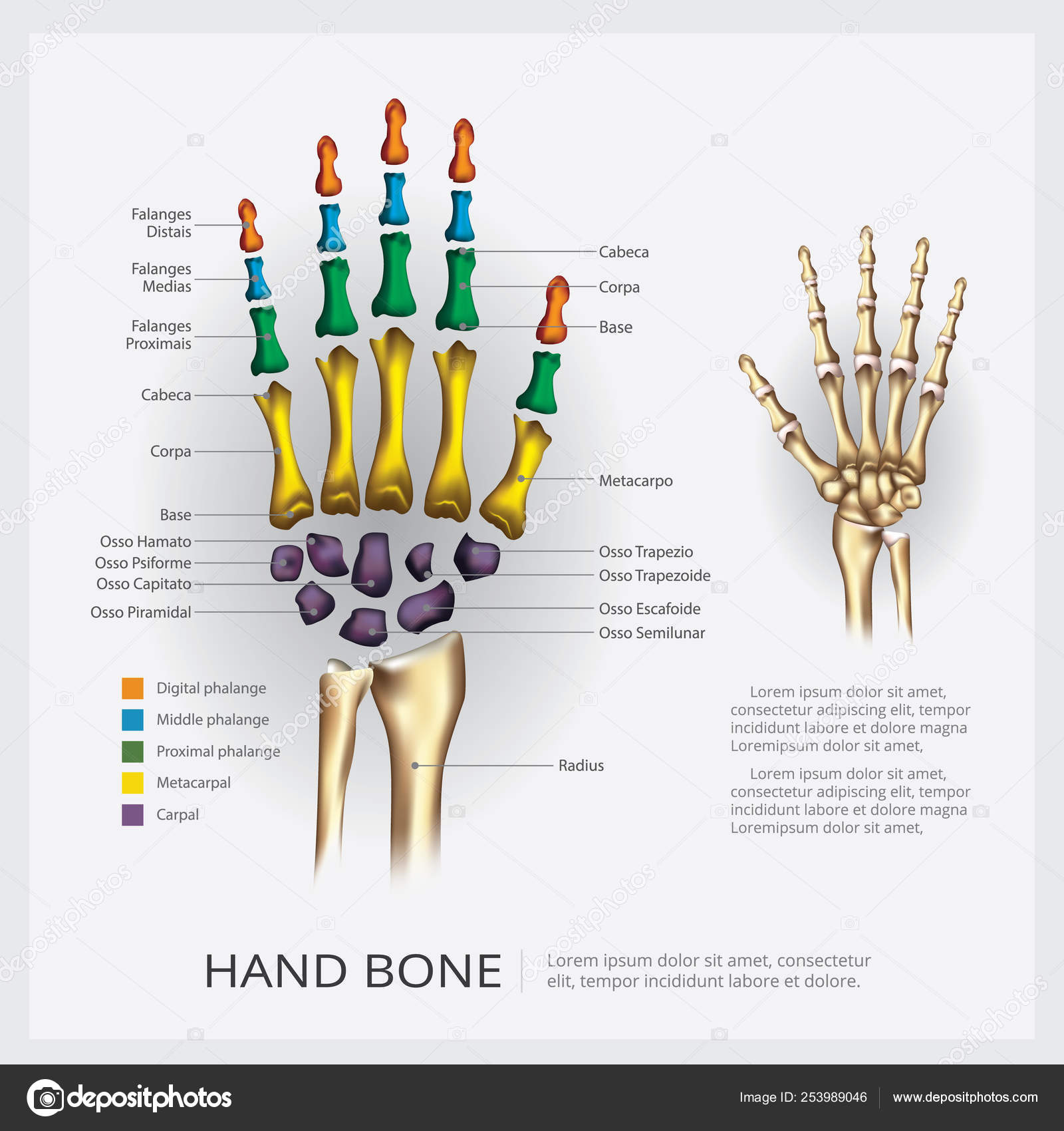 Ilustración Vectores Óseos Mano Anatomía Humana Vector de stock #253989046  de ©pongpongching.gmail.com, image size:1600x1700