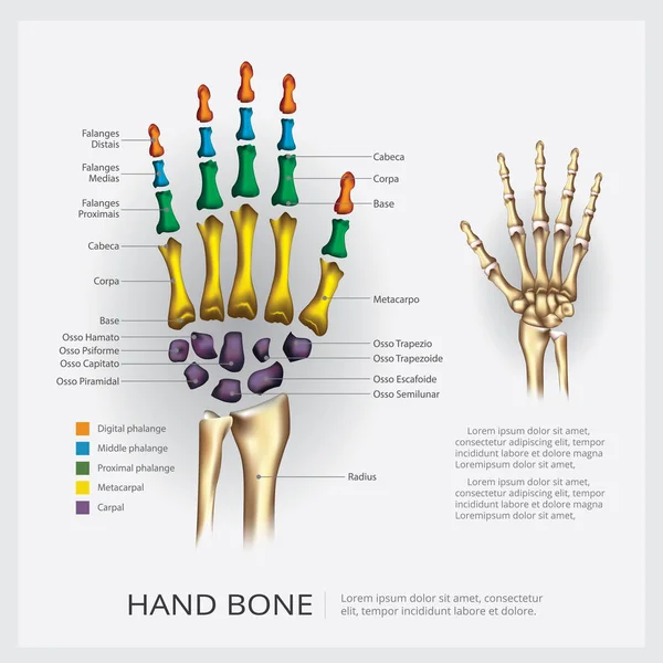 人体解剖学手骨矢量图解 — 图库矢量图片