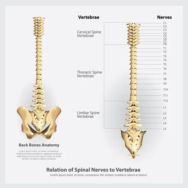 Spinal Sinirlerin Omurga Segmentleri Kökleri Vektör Çizim — Stok Vektör