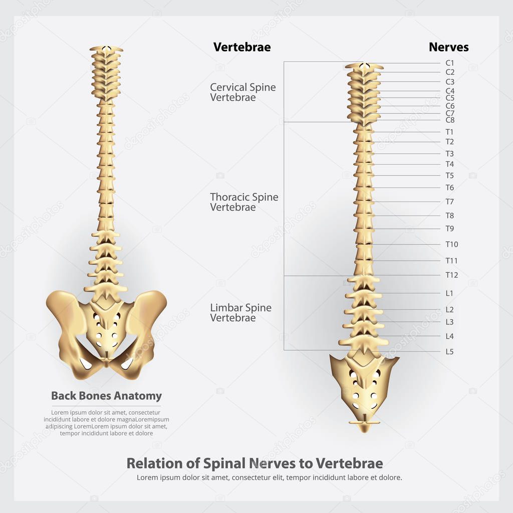 Spinal Nerves and Vertebrae Segments and Roots Vector Illustration