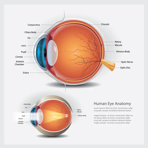 Human Eye Anatomy Normal Lens Vector Illustration — Stock Vector