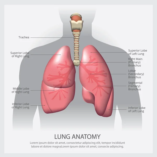 Detay Vektörü Llüstrasyonlu Akciğer — Stok Vektör