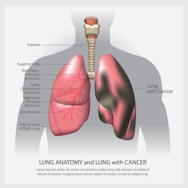 Detaylı Akciğer ve Akciğer Vektörü İllüstrasyonu