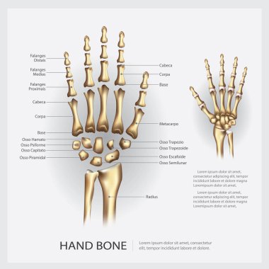 İnsan anatomisi el kemik vektör çizim