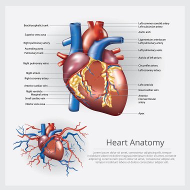 İnsan kalbi anatomisi vektör illüstrasyonu