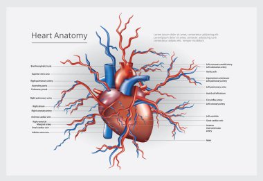 Kalp Anatomisi Vektör İllüstrasyonu