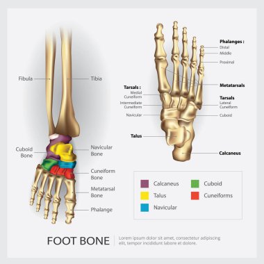 Foot Bone Anatomy Vector Illustration clipart