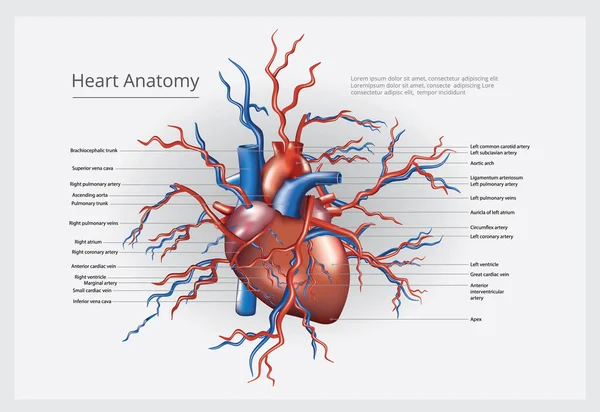 Ilustración Vectores Anatomía Cardíaca — Archivo Imágenes Vectoriales