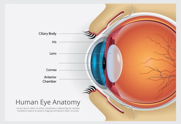 Human Eye Anatomy Vector Illustration — Stock Vector