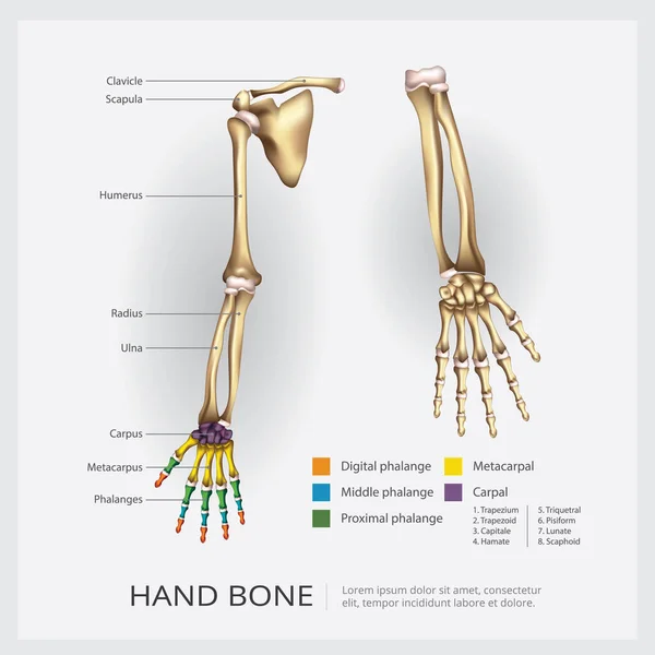 臂和手骨向量图解 — 图库矢量图片