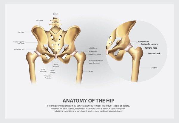 Human Anatomy of the Hip Vector Illustration