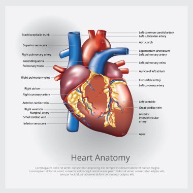 İnsan kalbi anatomisi vektör illüstrasyonu