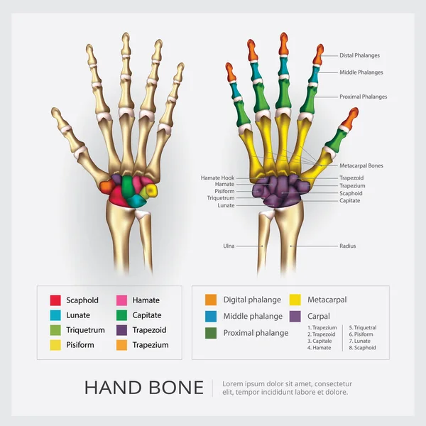 Illustration Des Menschlichen Handknochenvektors — Stockvektor