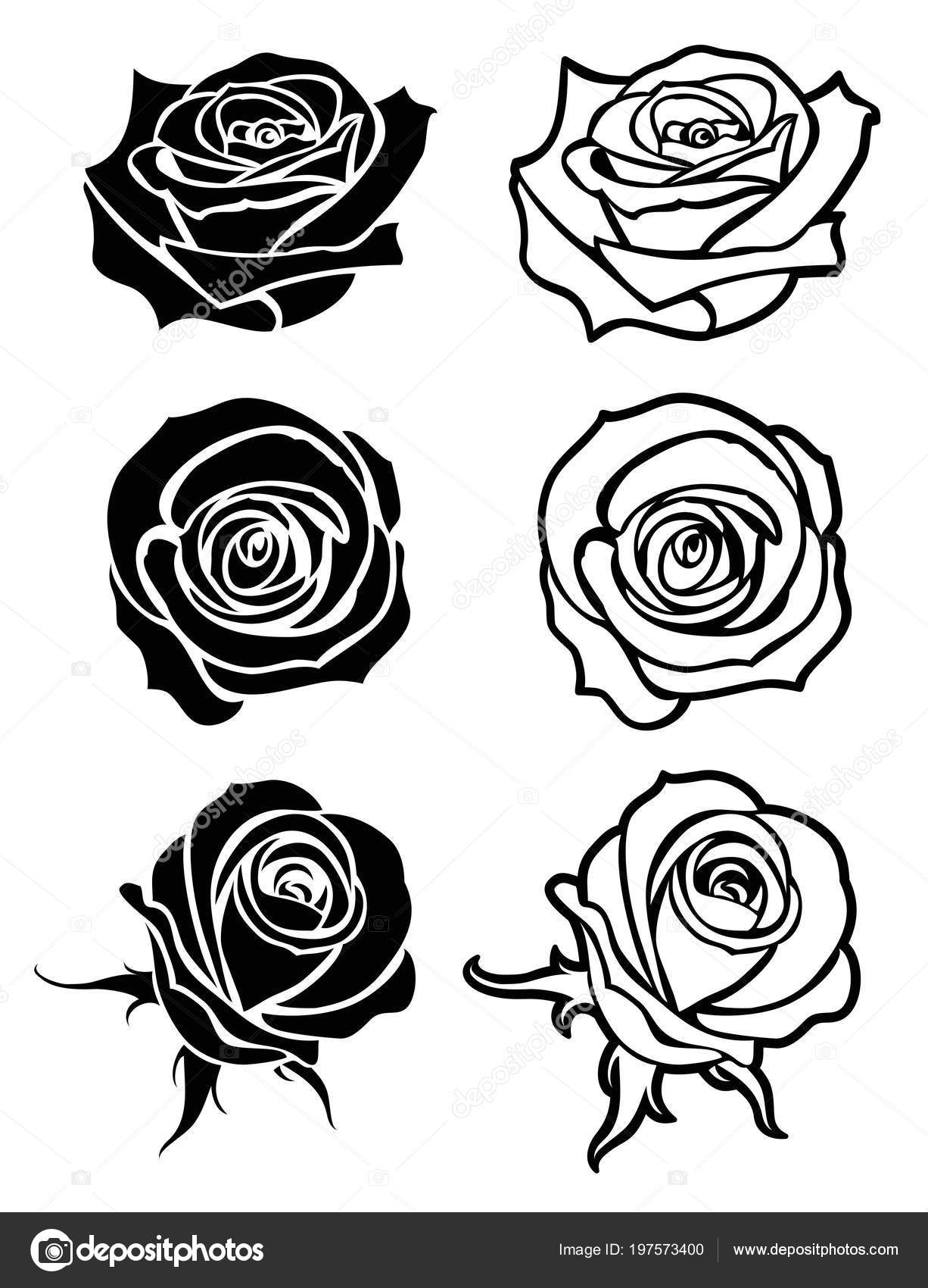 Fotografie Rose Vector Tattoo Chiuda In Su Tatuaggio Rosa