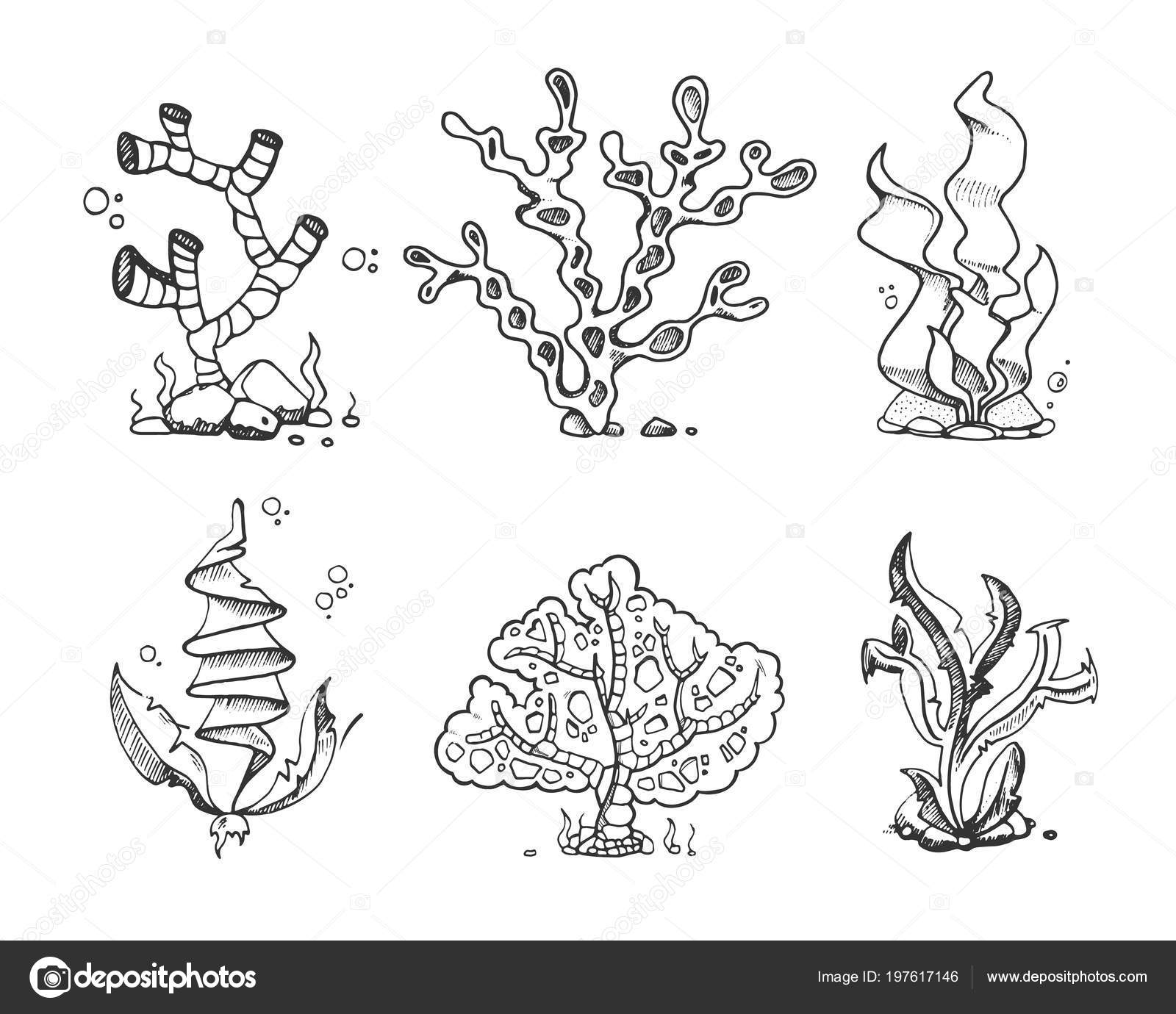 Albums 100+ Images Sea Plants Names With Pictures Excellent