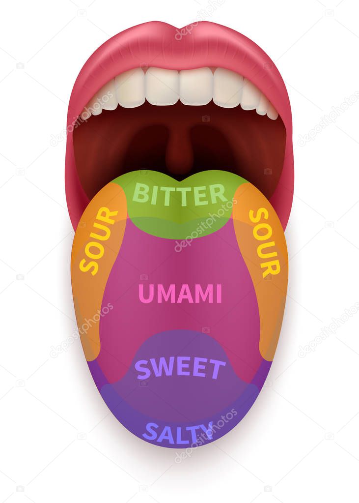 Realistic tongue with basic taste areas. Tasting map in human mouth