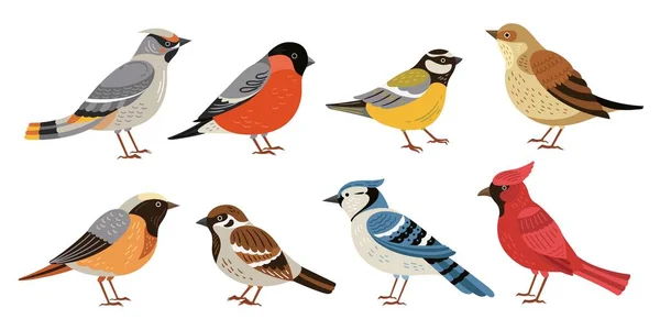 Burung hutan liar. Hewan satwa liar musim dingin, burung chickadee robin kardinal. Ilustrasi vektor nestling liar atau taman datar Stok Vektor