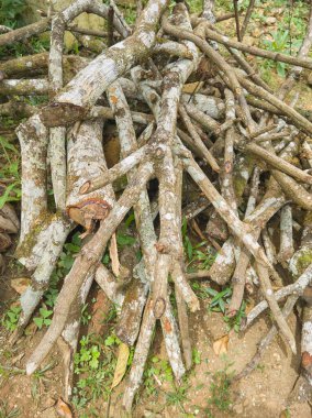 Kırpılmış mango ağacı yakacak odun yığını kış, şömine ya da soba hazırlığı alternatif yakıt için kereste fabrikasında ağaç kütükleri kesme bahçe arka planında doğal odun seçici bir odak