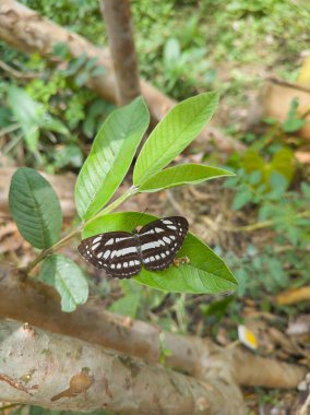 Beyaz benekli siyah kelebek, seçici odak bahçe arka planı ve kopyalama alanı