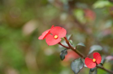 Dikenli taç, sarı merkezli kırmızı çiçekler, açık hava manzaralı. metin için kopyalama alanı olan öphorbia milii çiçekli bitki.