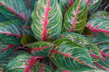 Çin bitkisinin her zaman yeşil olan tam çerçevesi yeşil yapraklı yoğun bitki kümesi ve kırmızı merkezi damarlar, doğal arkaplan veya arka plan, desenli duvar kağıdı